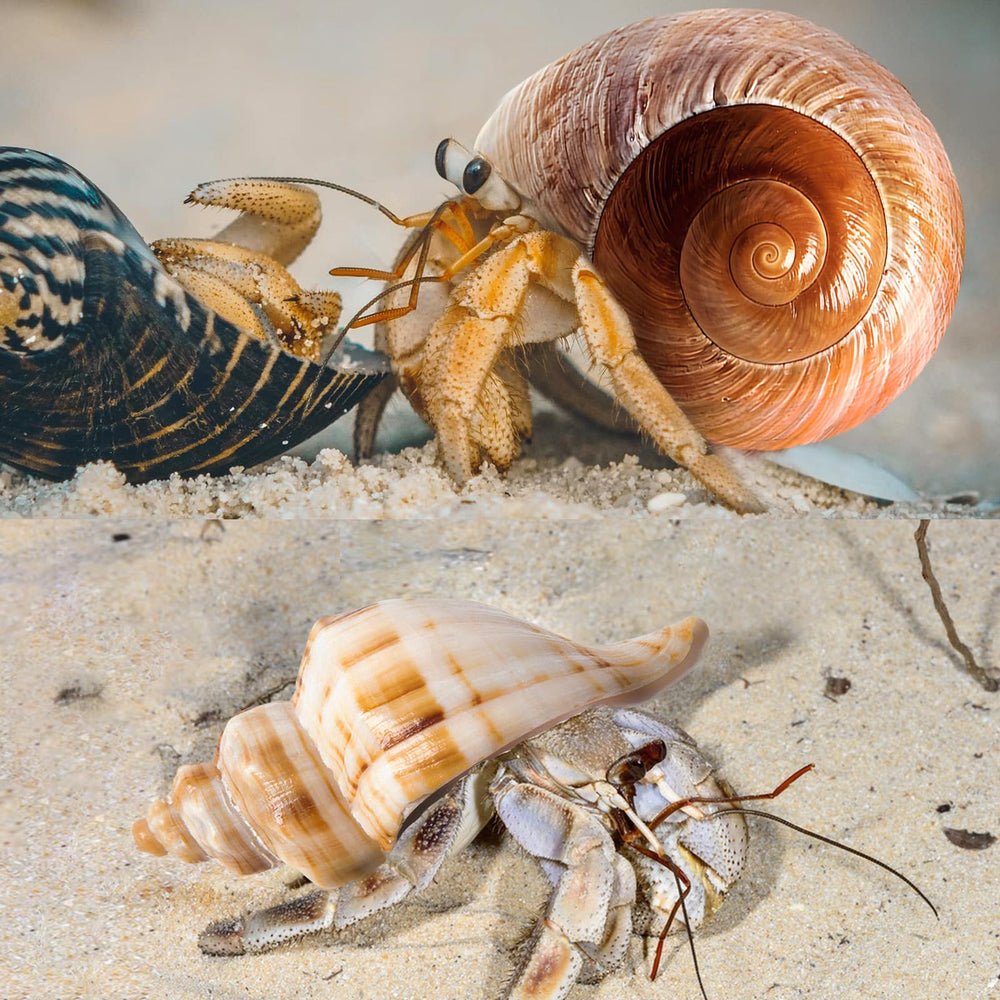 WeDoSoy shells ideal for crafts and beach-theme decor projects.