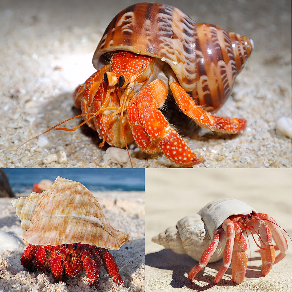 WeDoSoy hermit crab shells serve as habitat accents in tanks.