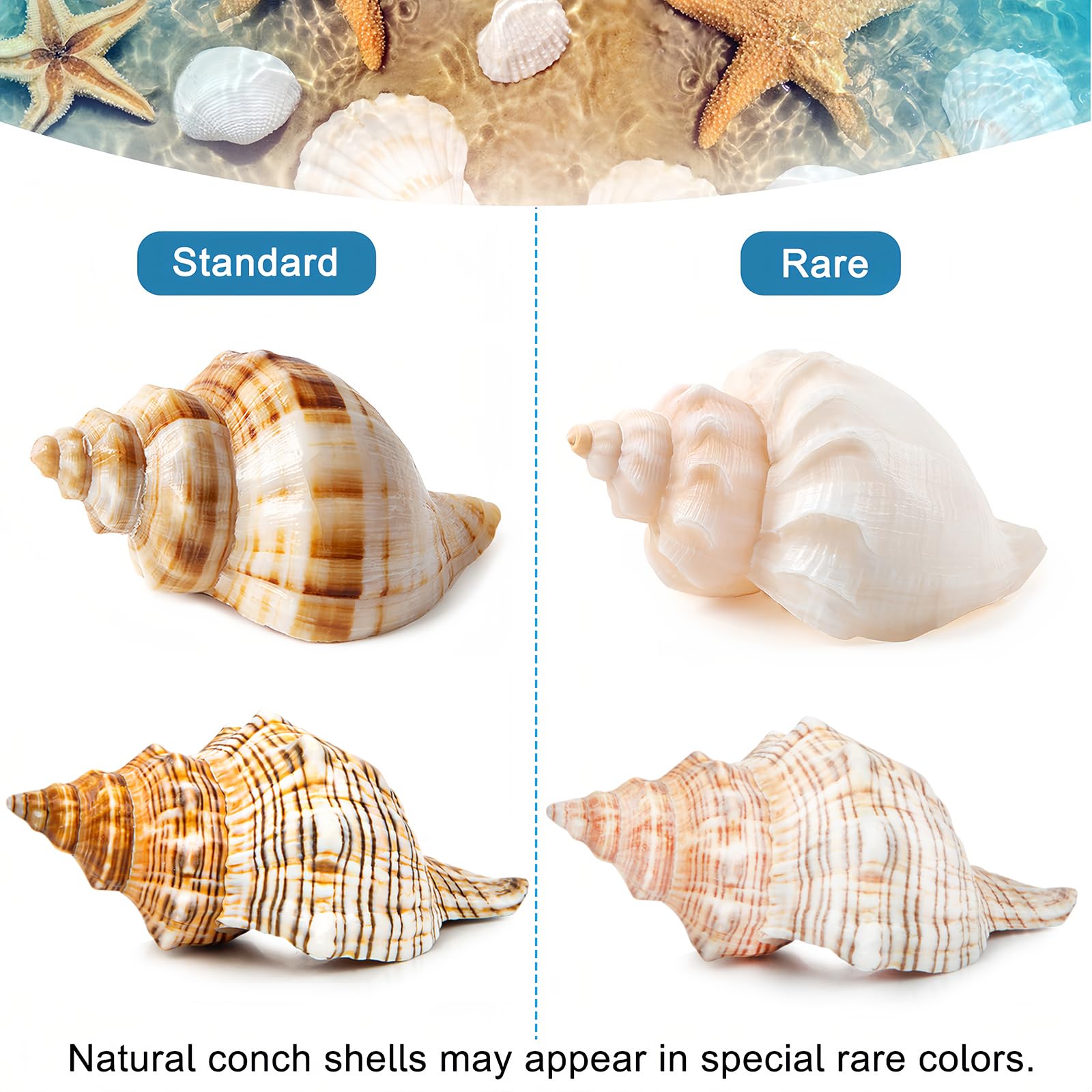 WeDoSoy durable natural shells on hand-picked pack emphasize quality and longevity.