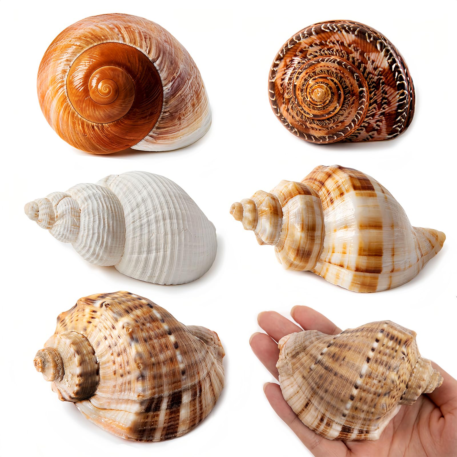 WeDoSoy five-pack large hermit crab shells shown for secure homes.