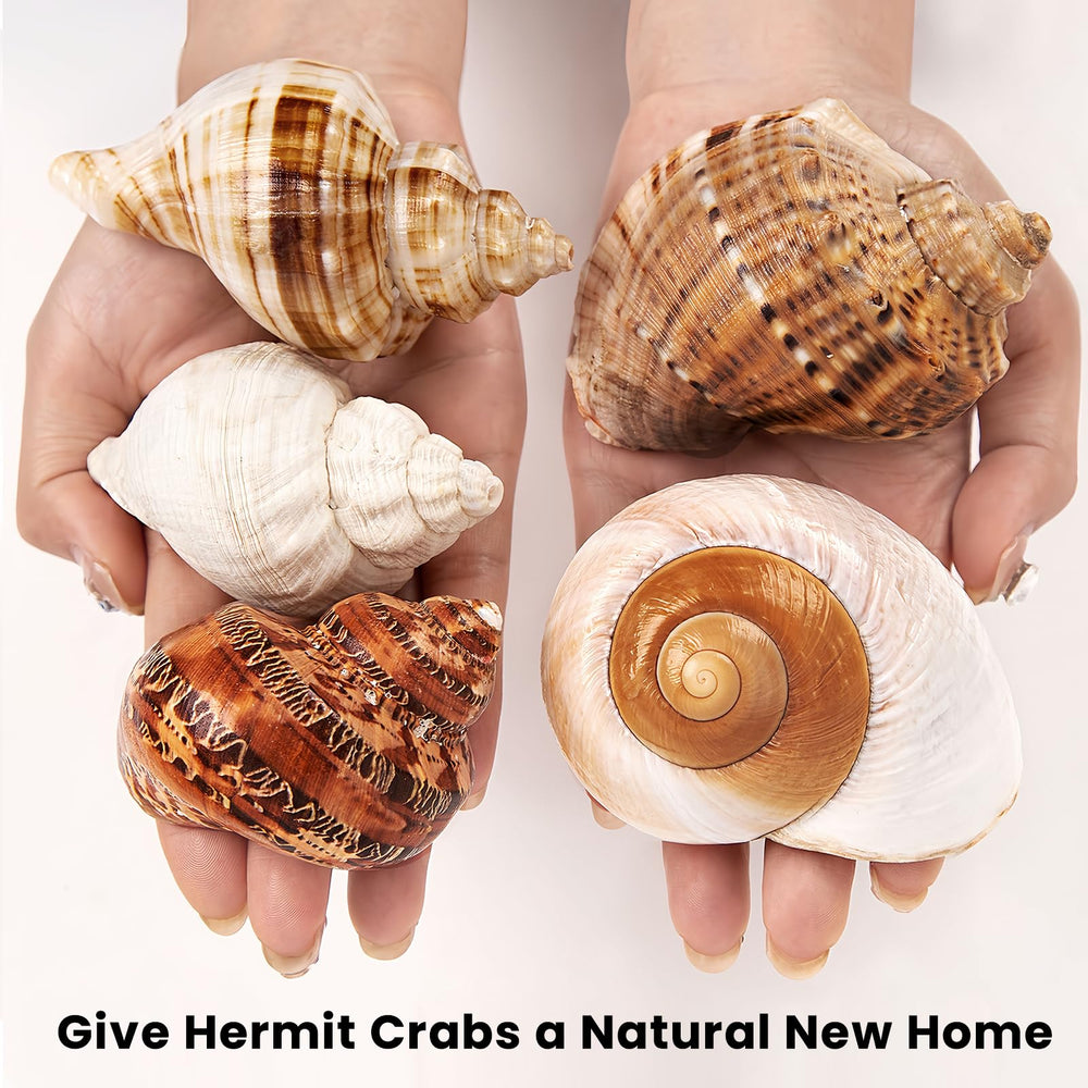 WeDoSoy handpicked shells showcase natural durability for aquarium use.