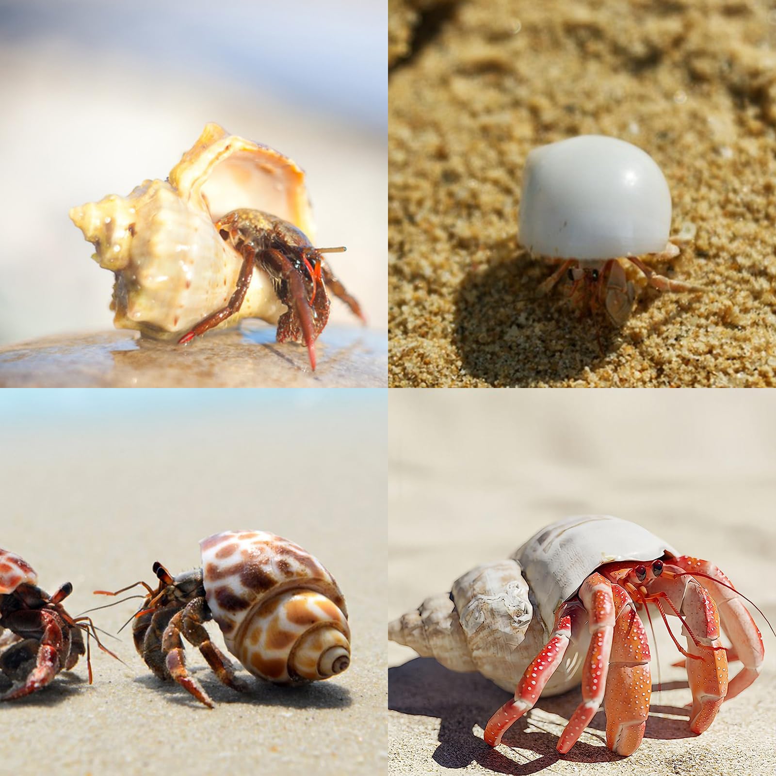 WeDoSoy hermit crab shells great for aquarium decor and habitat enrichment