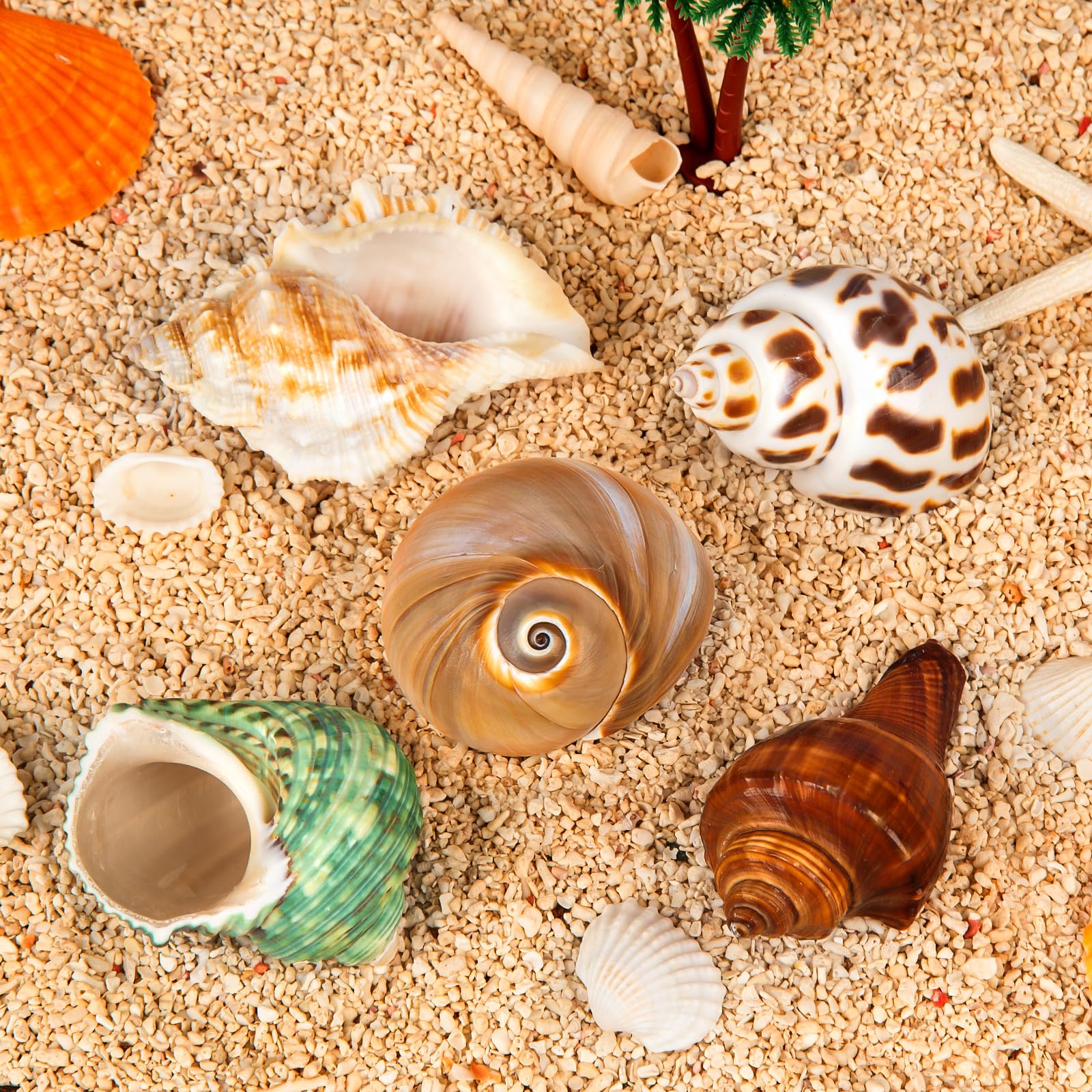 WeDoSoy hermit crab shells closeup opening highlights safe openings for easy crab relocation