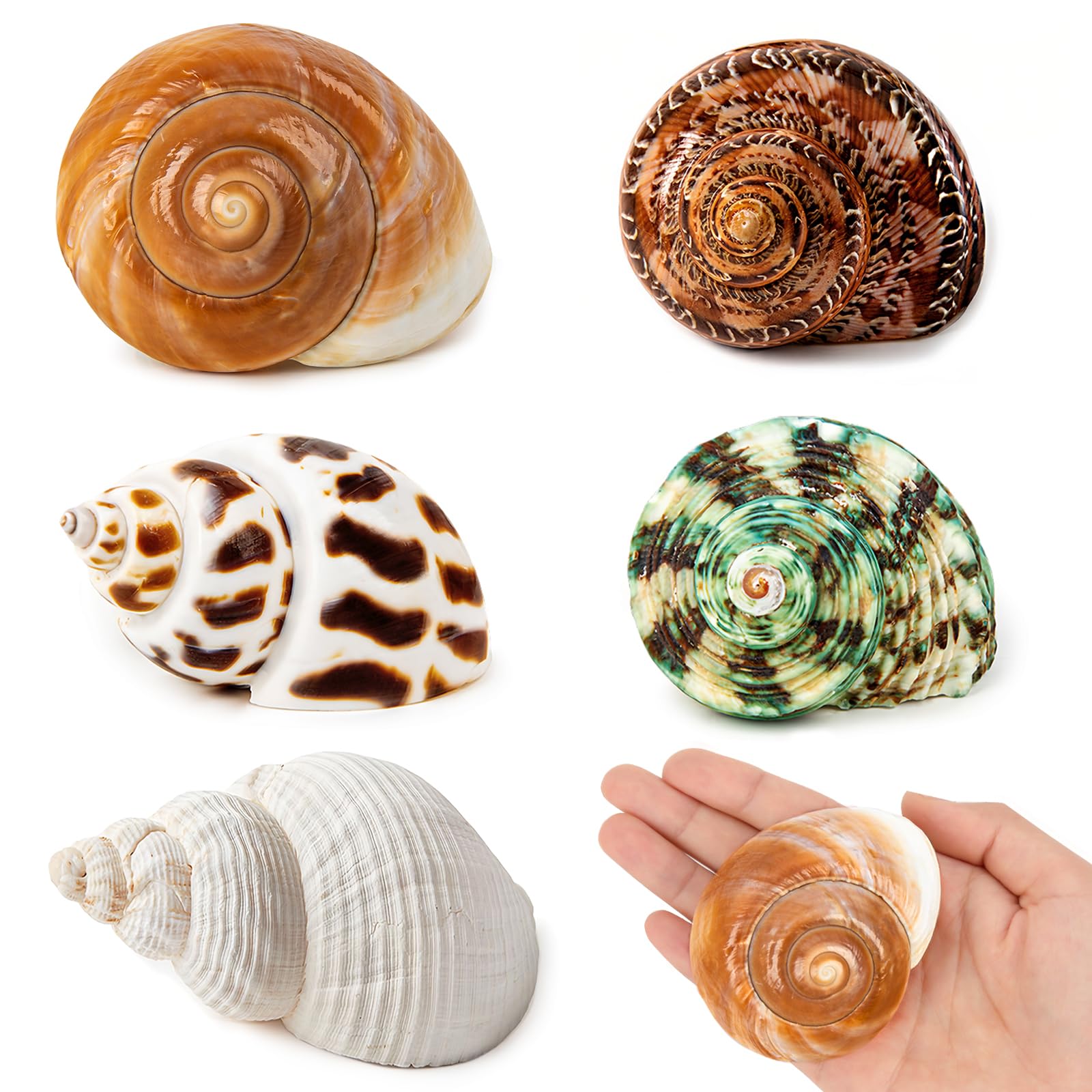 WeDoSoy hermit crab shells collection showing varied sizes for comfortable crab housing