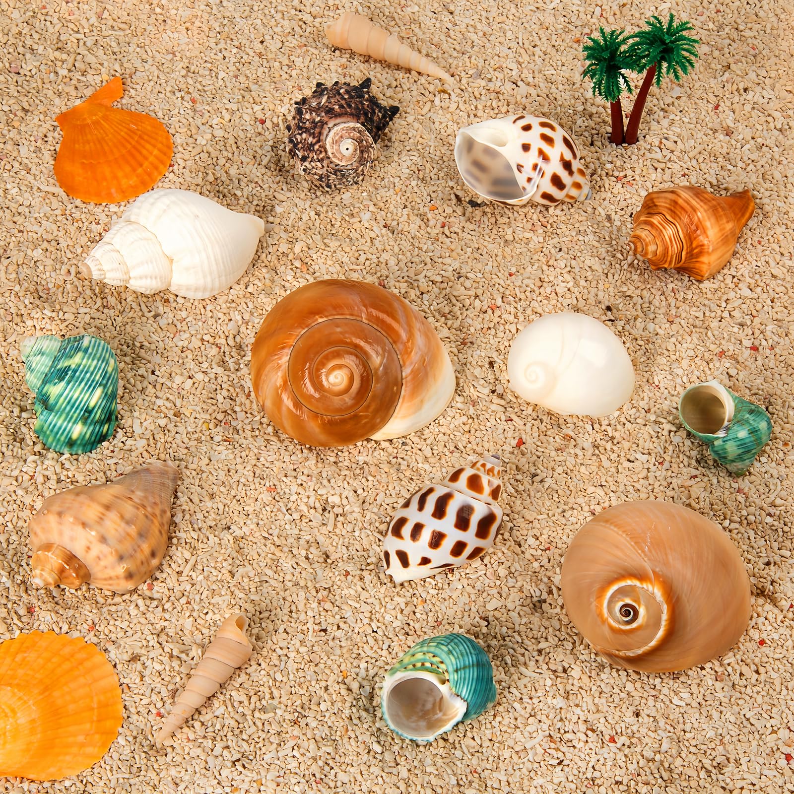 WeDoSoy hermit crab shells ideal-fit options for small to medium crabs