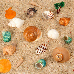 WeDoSoy hermit crab shells ideal-fit options for small to medium crabs