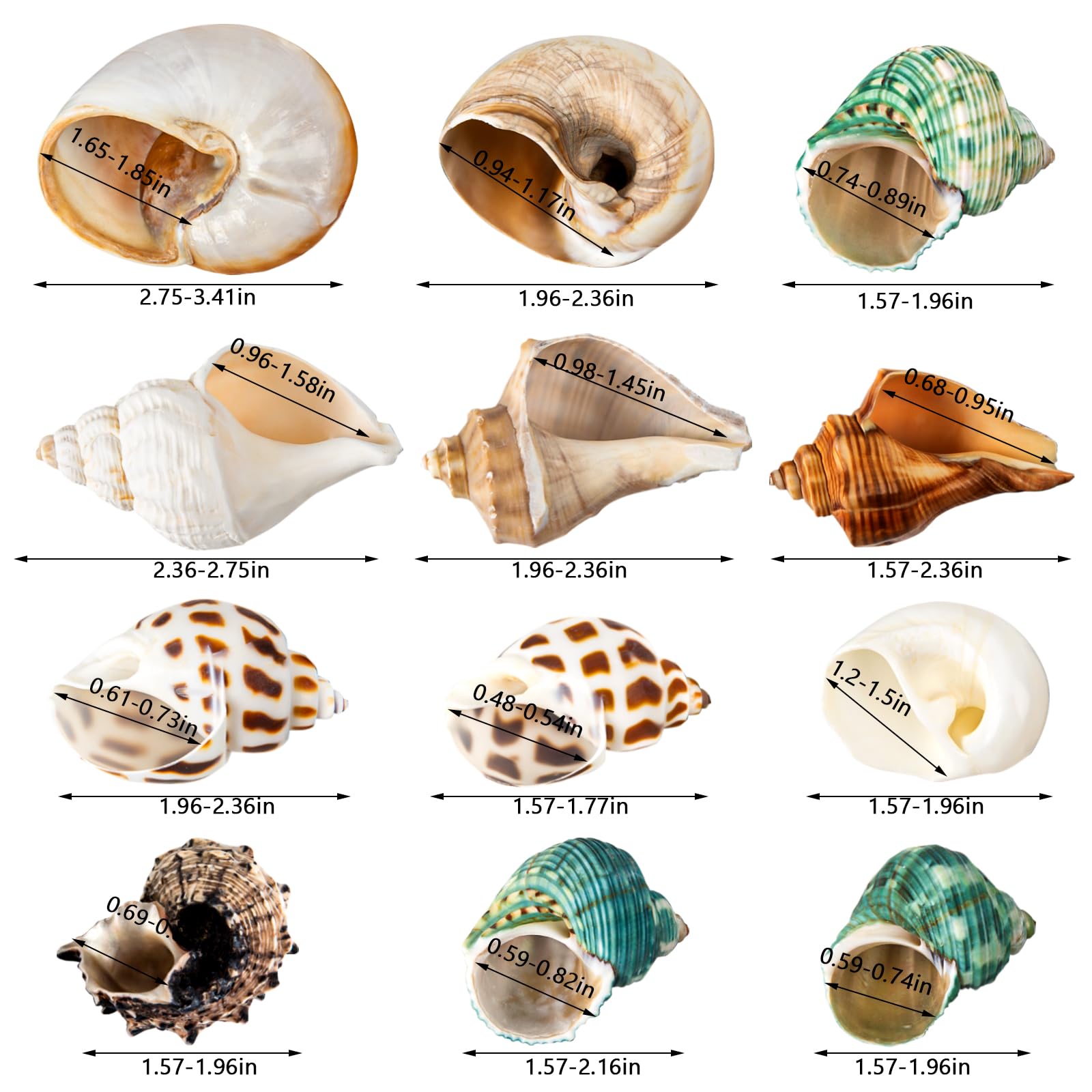 WeDoSoy natural hermit crab shells handpicked for safety and durability