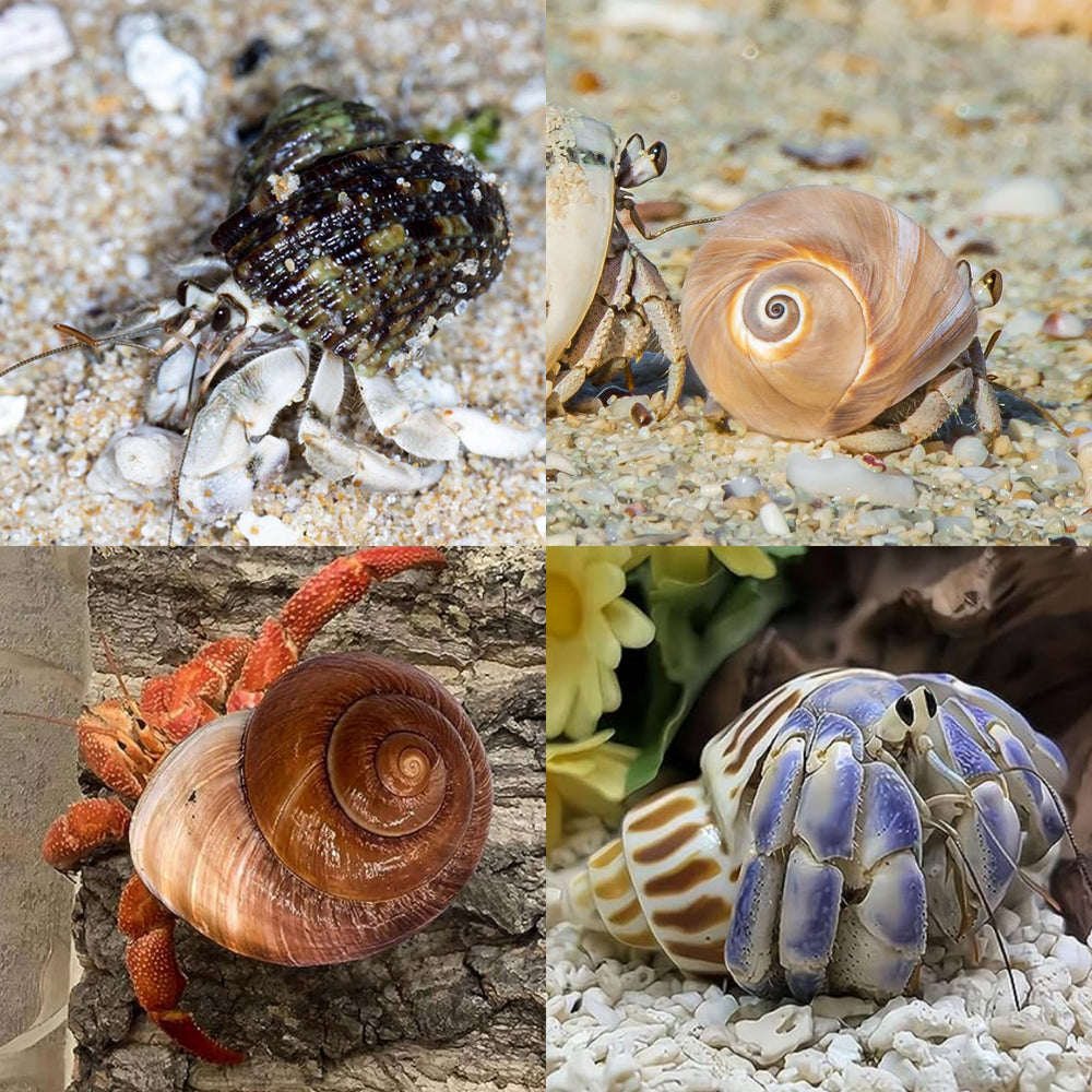 WeDoSoy hermit crab shells opening sizes 0.6-1.85 inches fit different crabs