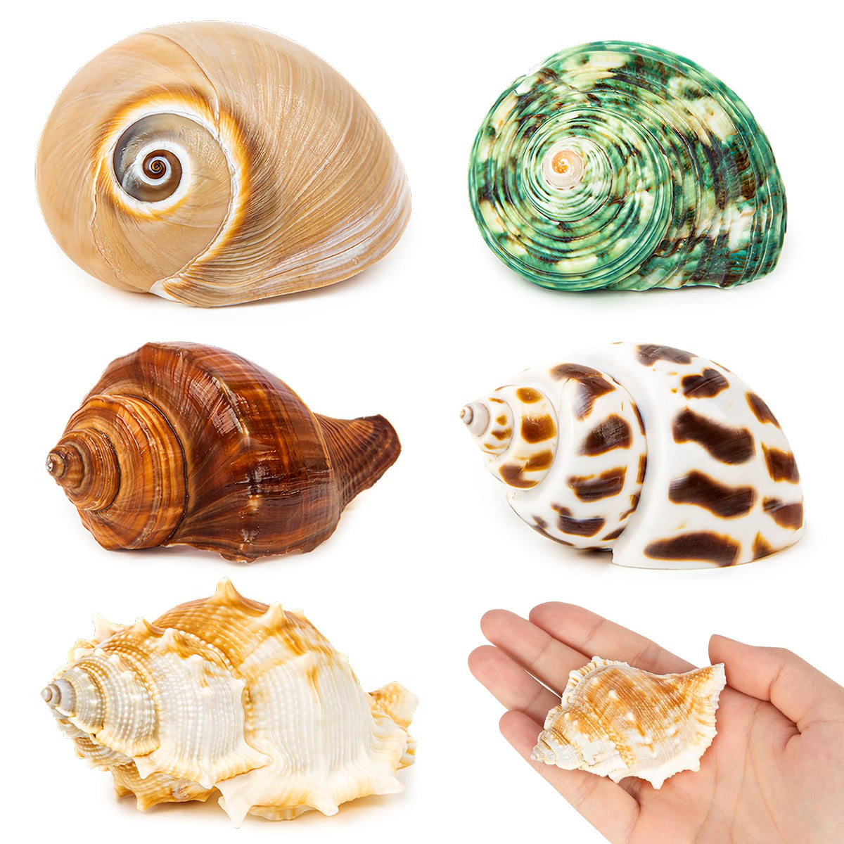 WeDoSoy hermit crab shells pack wide view for natural habitat and pet comfort