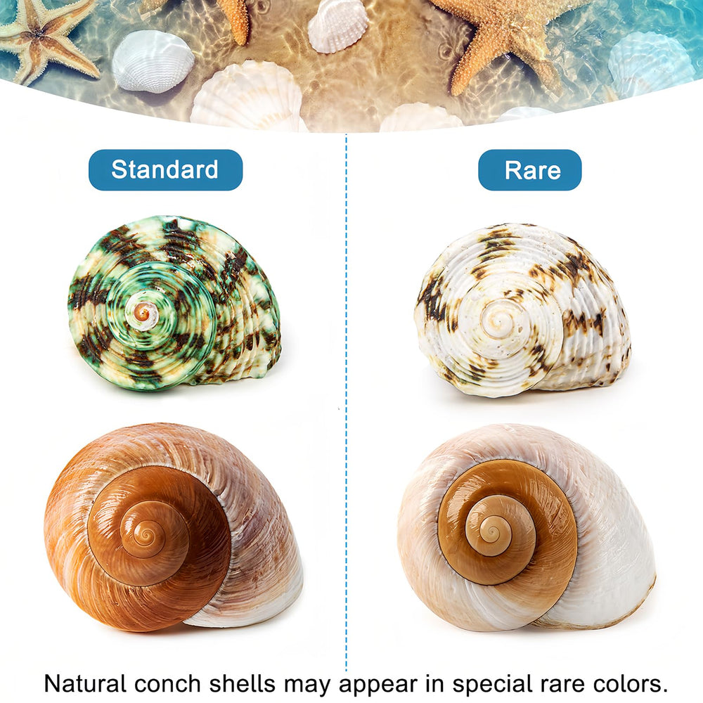 WeDoSoy hermit crab shells help pets explore and hide safely