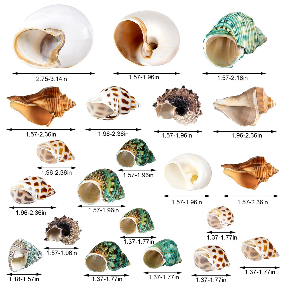 WeDoSoy hermit crab shells variety sizes helps crabs find comfortable fit.