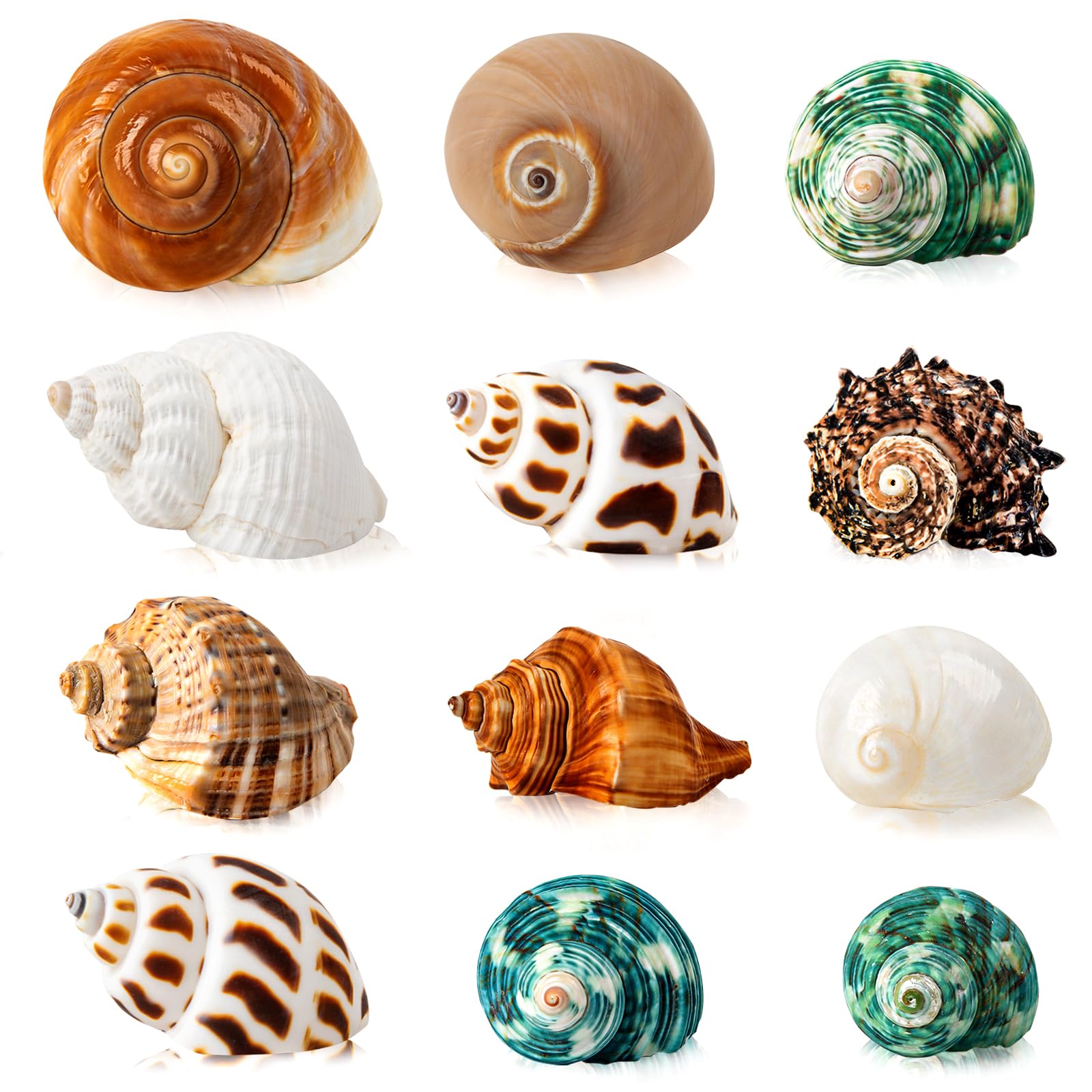 WeDoSoy hermit crab shells variety sizes 1.6-3.2 inches for growing crabs