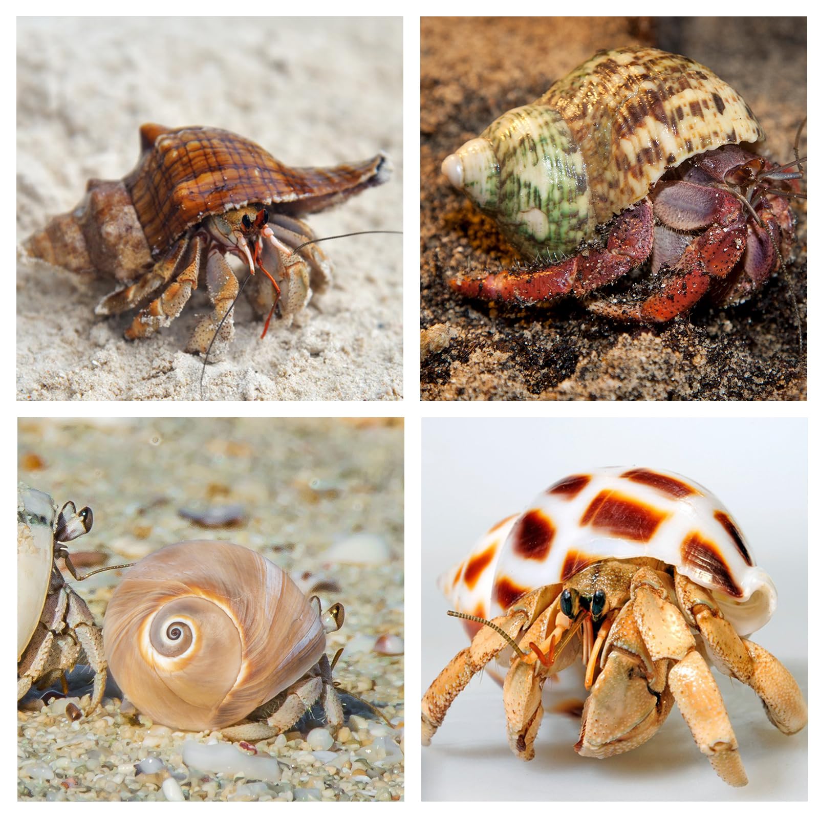 WeDoSoy variety sizes image shows a curated selection helping crabs pick comfortable homes