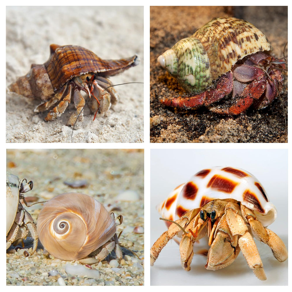 WeDoSoy variety sizes image shows a curated selection helping crabs pick comfortable homes