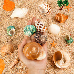 WeDoSoy shells versatile uses for crafts and beach decor