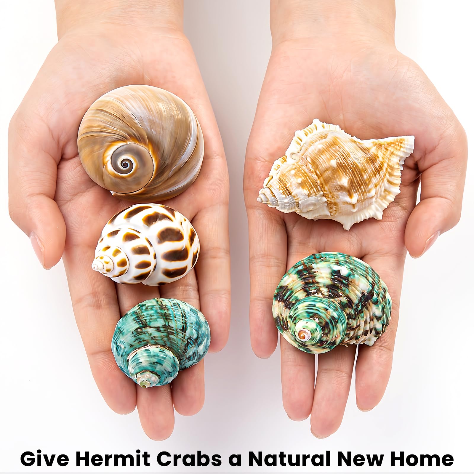 WeDoSoy medium-large shells ideal for comfortable burrow selection and growth.
