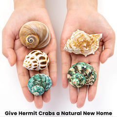WeDoSoy medium-large shells ideal for comfortable burrow selection and growth.