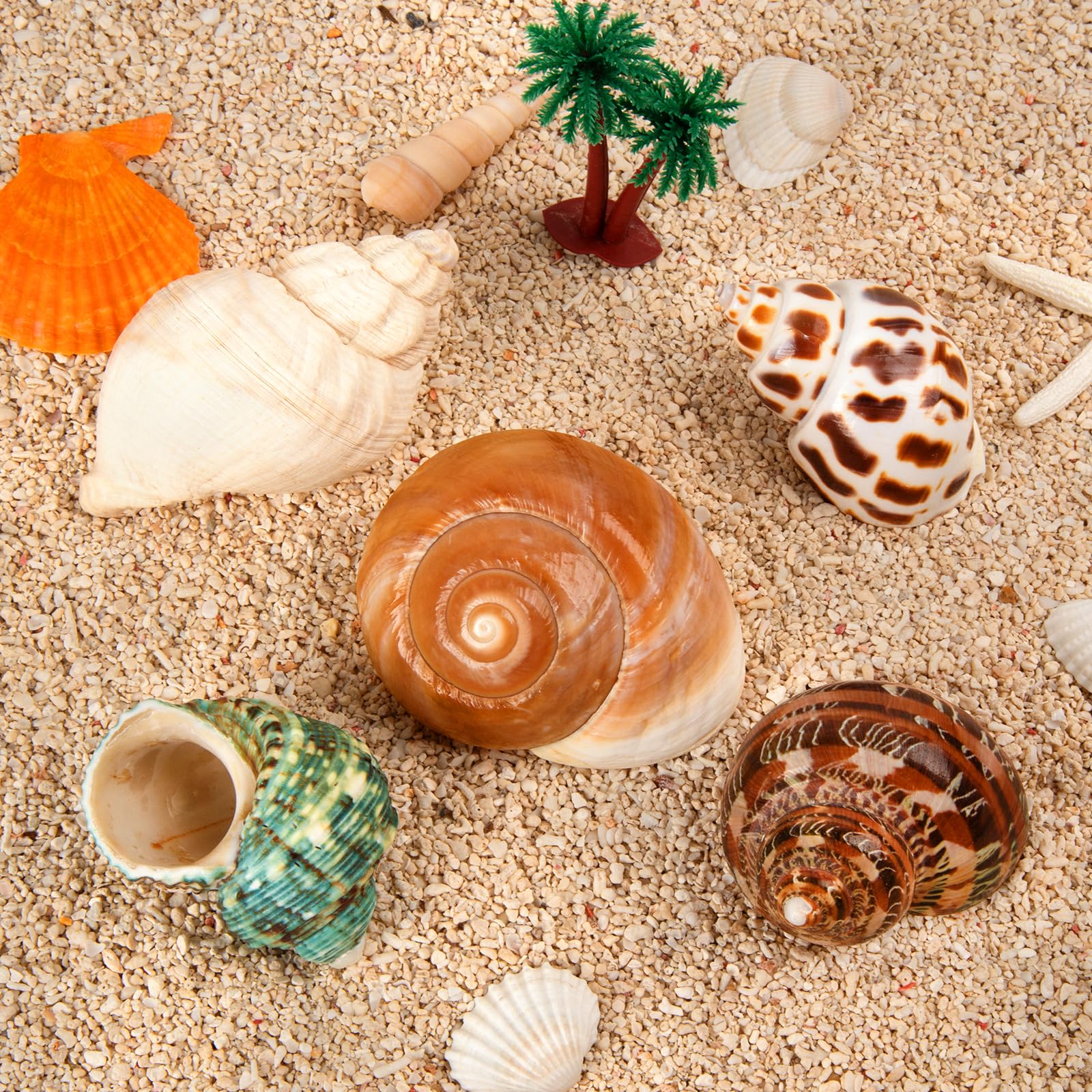 WeDoSoy medium-large shells opening 1.5-2 inches ideal for crab size choice