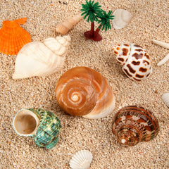 WeDoSoy medium-large shells opening 1.5-2 inches ideal for crab size choice