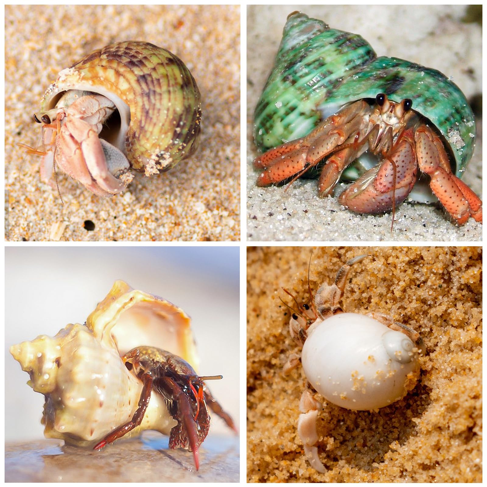WeDoSoy natural sea conch shells provide durable habitats for hermit crabs.