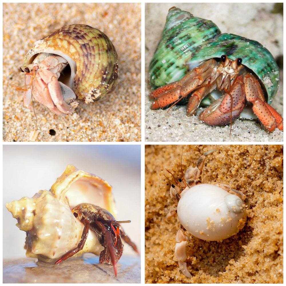 WeDoSoy natural sea conch shells provide durable habitats for hermit crabs.