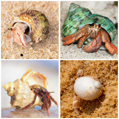 WeDoSoy natural sea conch shells provide durable habitats for hermit crabs.