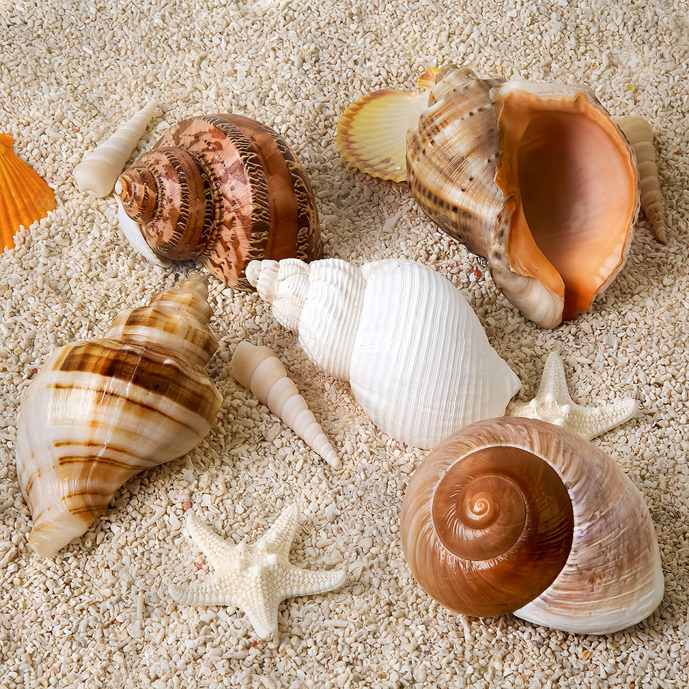 WeDoSoy natural sea conch shells in the 2.8–3.9 inch range for crabs.