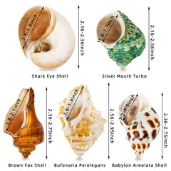 WeDoSoy natural sea conch shells 2.1 to 2.8 inches for authentic beach vibes