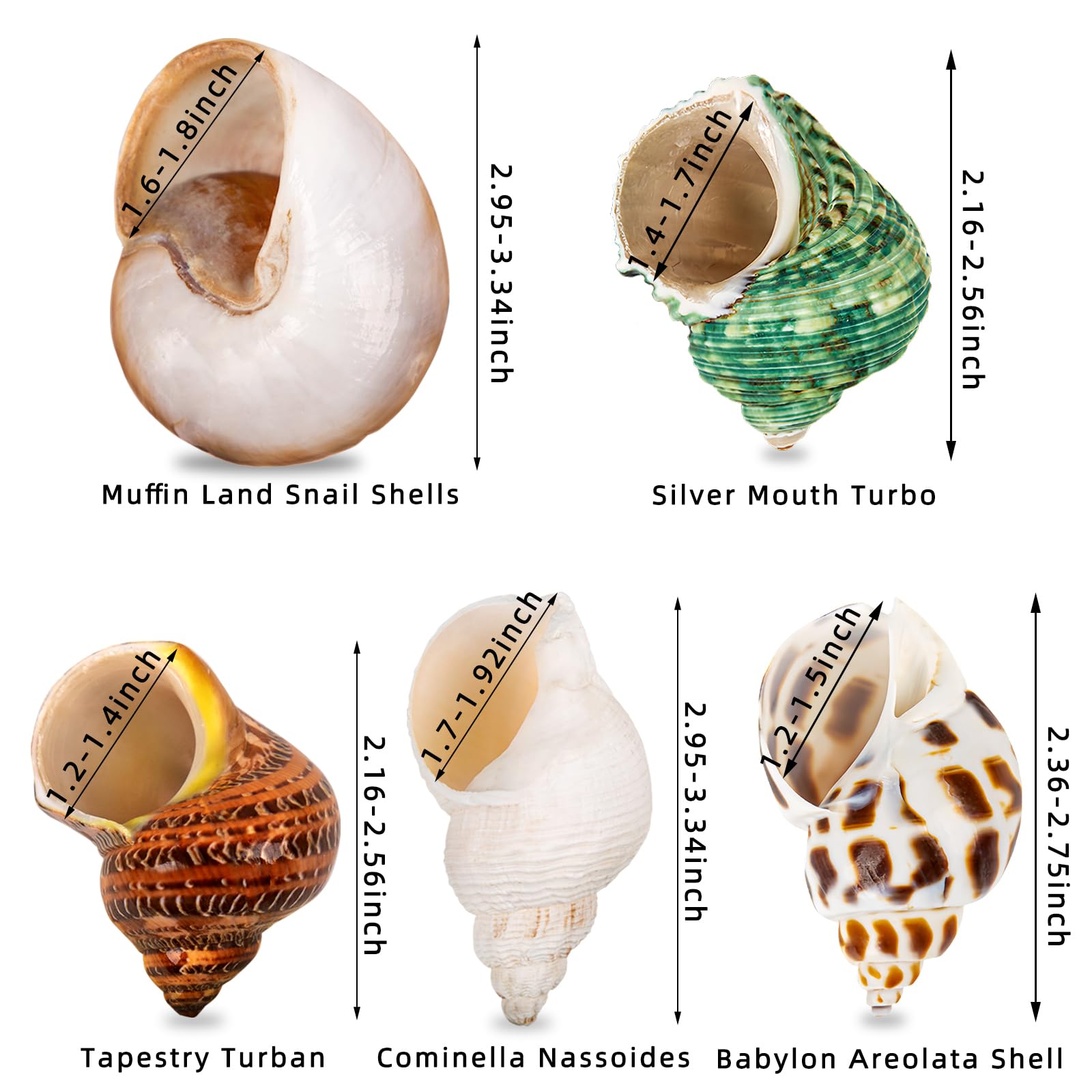 WeDoSoy natural sea conch shells for natural look in habitats and displays