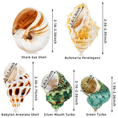 WeDoSoy hermit crab opening size 0.9-1.5 inches supports quick shell swaps.
