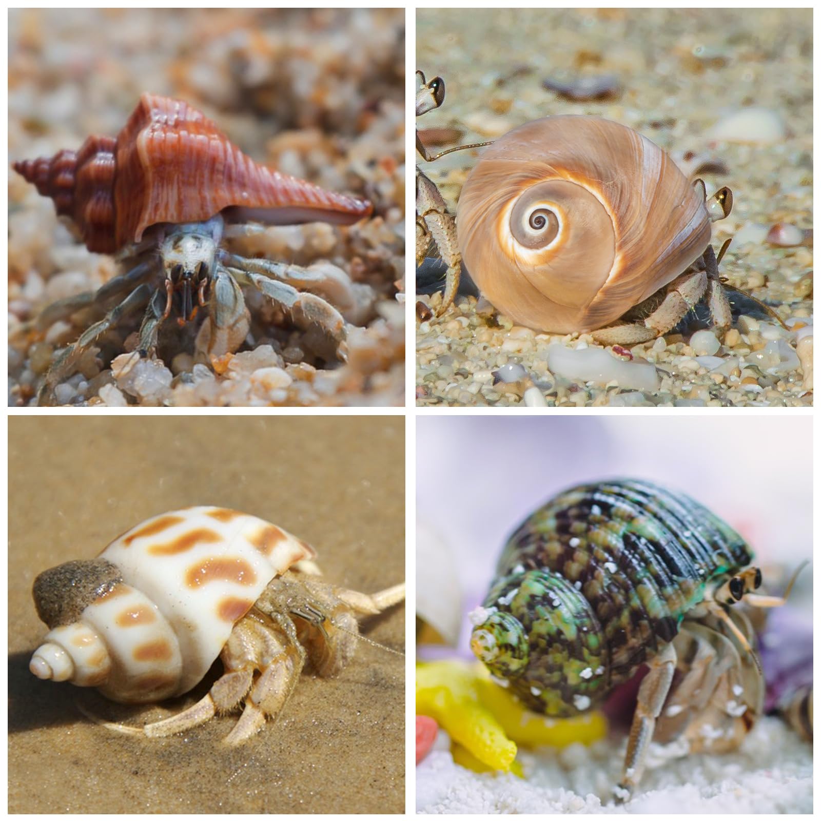 WeDoSoy shells for beach decor add coastal charm to spaces.