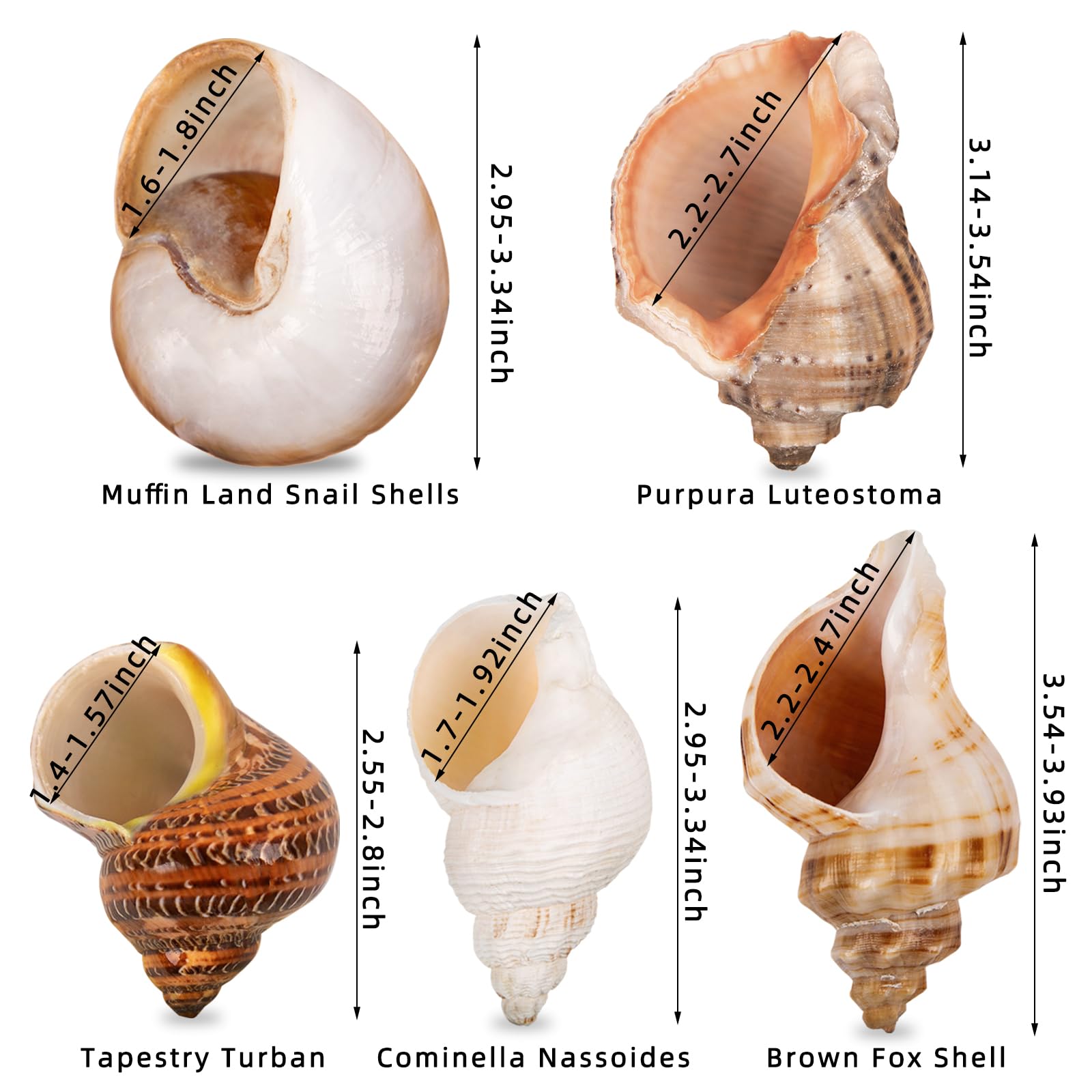 WeDoSoy shells with opening 1.5–2.7 inches fit medium to large crabs.