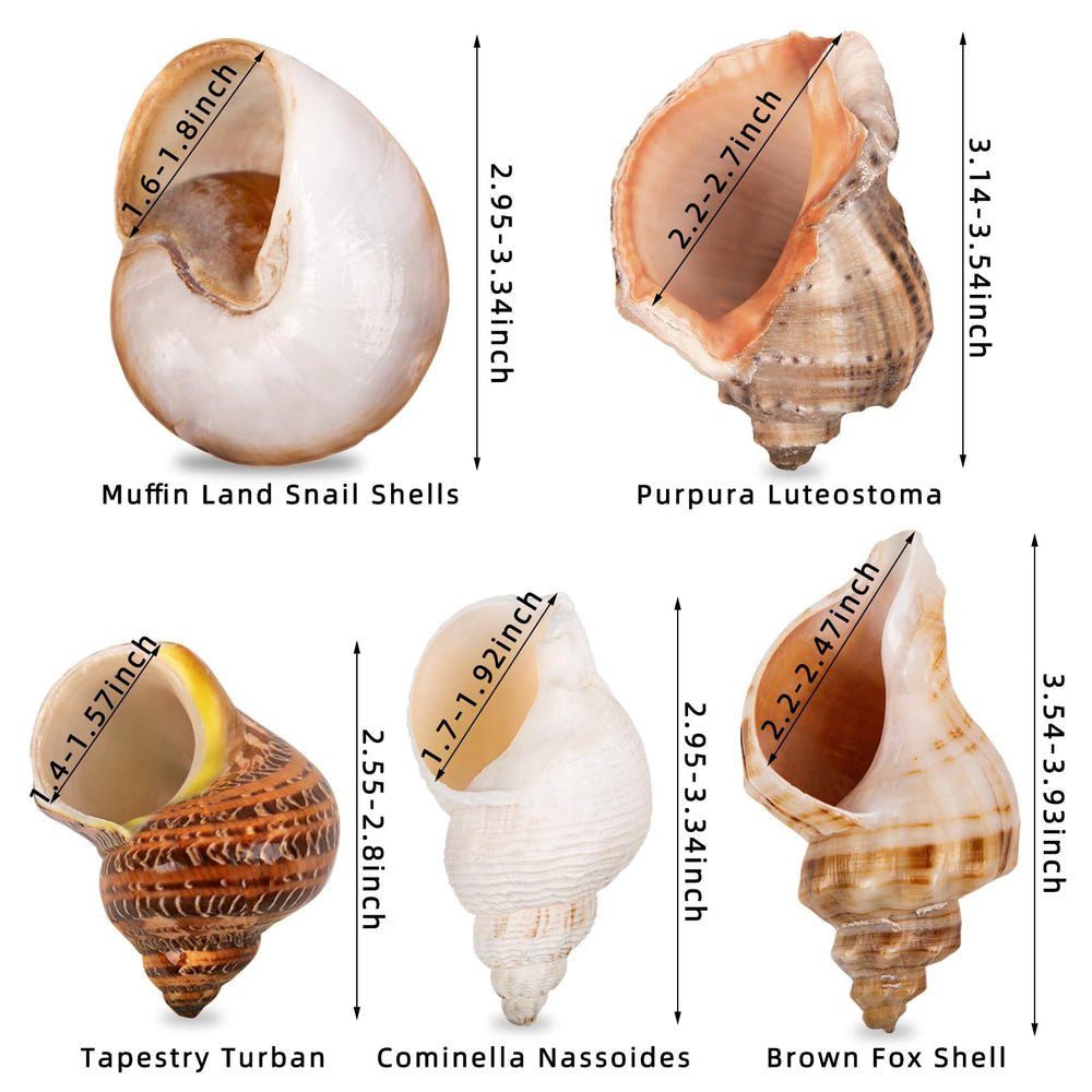 WeDoSoy shells with opening 1.5–2.7 inches fit medium to large crabs.