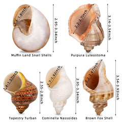 WeDoSoy shells with opening 1.5–2.7 inches fit medium to large crabs.