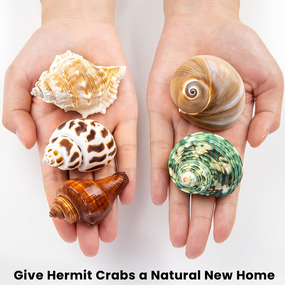 WeDoSoy shell openings range 0.9 to 1.5 inches, suitable for medium and large hermits