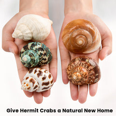 WeDoSoy shells for crafts and DIY projects with beach-inspired decor