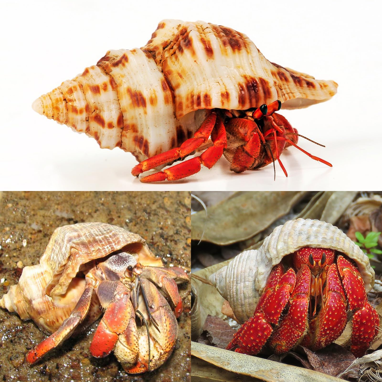 WeDoSoy shells opening detail demonstrates varied opening sizes for fit and growth.