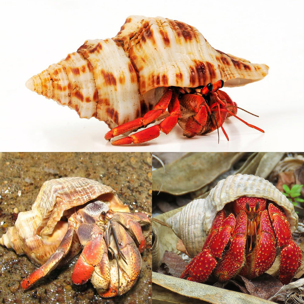 WeDoSoy shells opening detail demonstrates varied opening sizes for fit and growth.