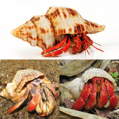 WeDoSoy shells opening detail demonstrates varied opening sizes for fit and growth.