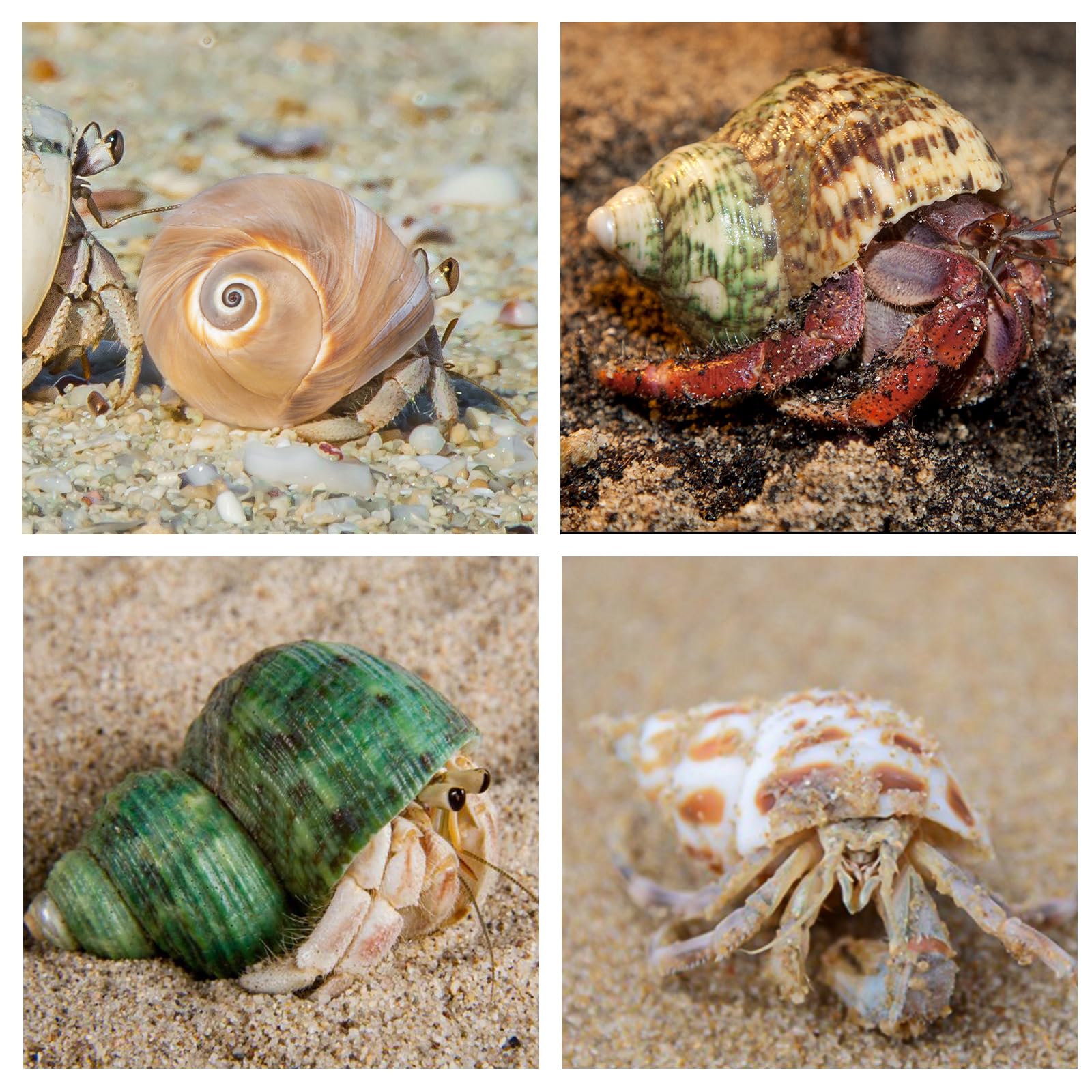WeDoSoy versatile shells for crafts and beach decor displays.