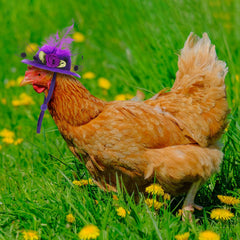Weewooday chicken hat red cheerful style for family gatherings.