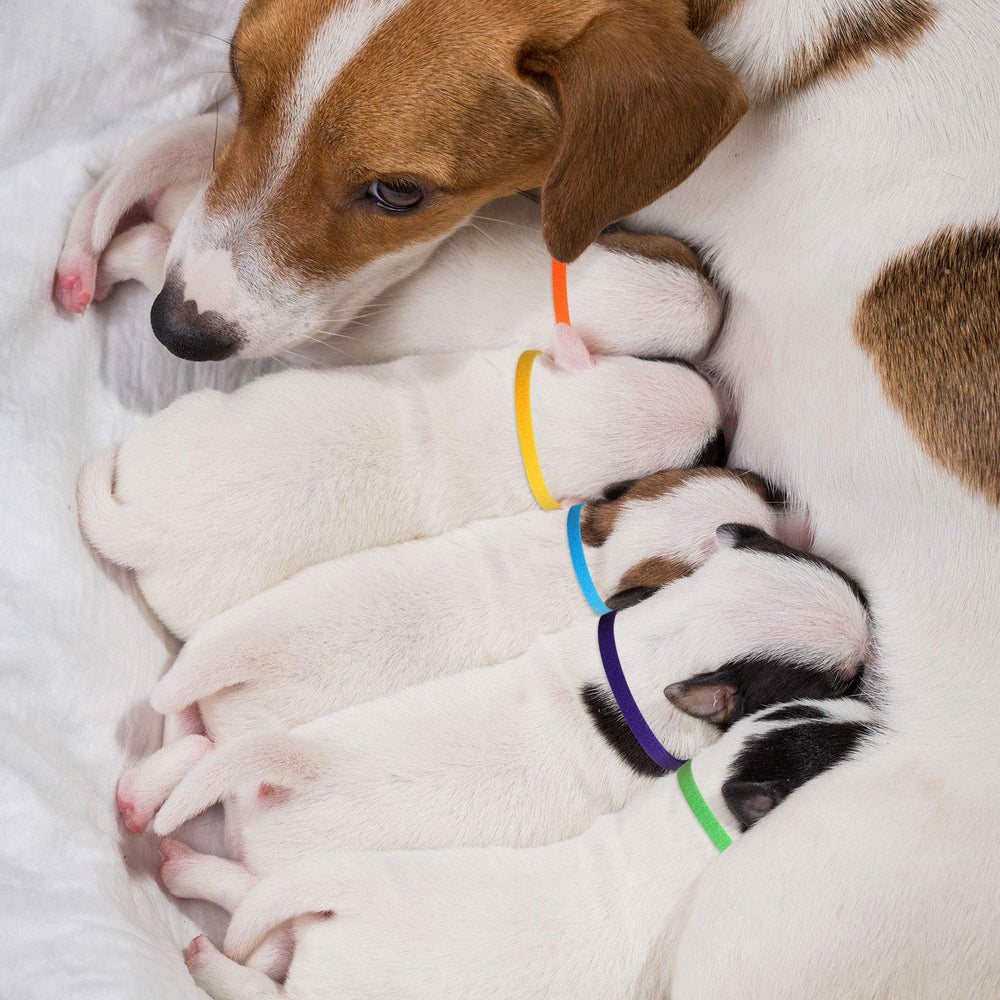 Weewooday soft pile whelp collars prevent skin irritation during care