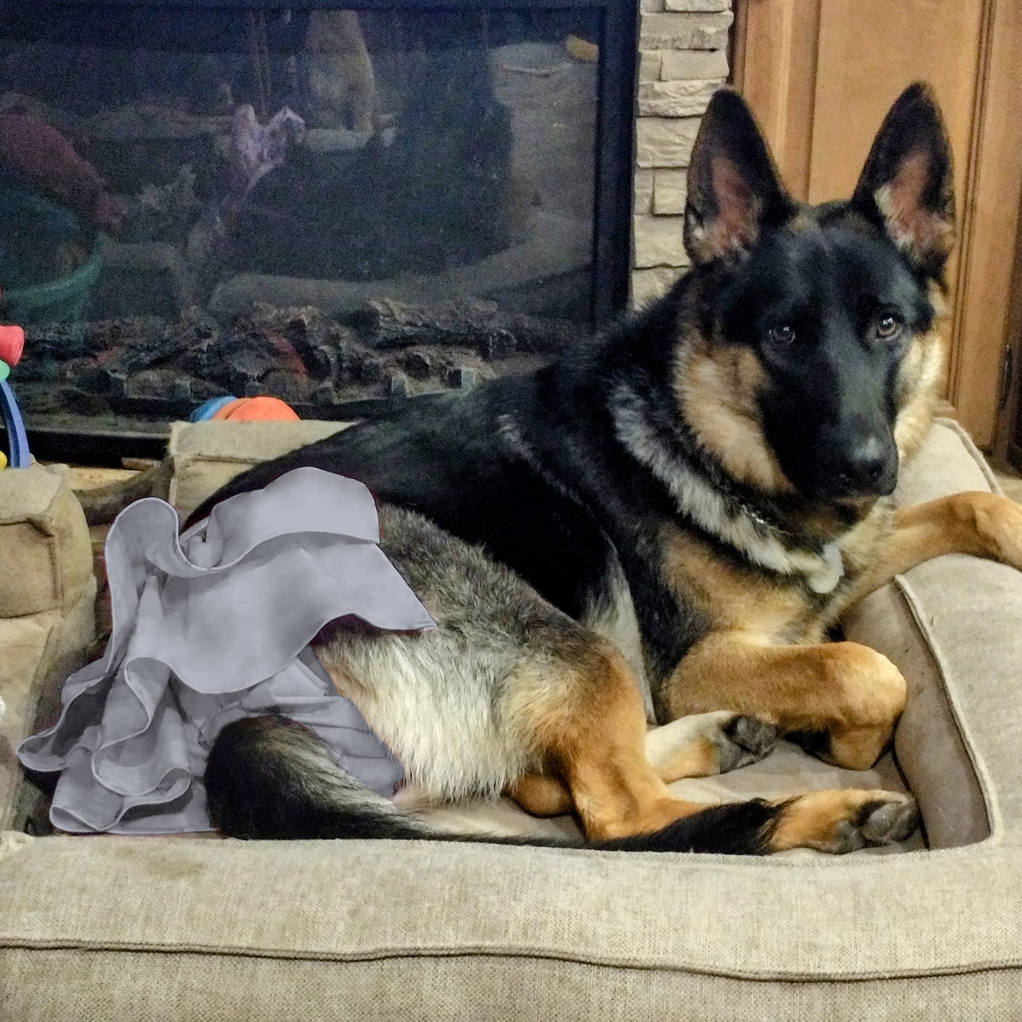 Wegreeco dog diapers female small pack measuring guide helps fit accuracy.