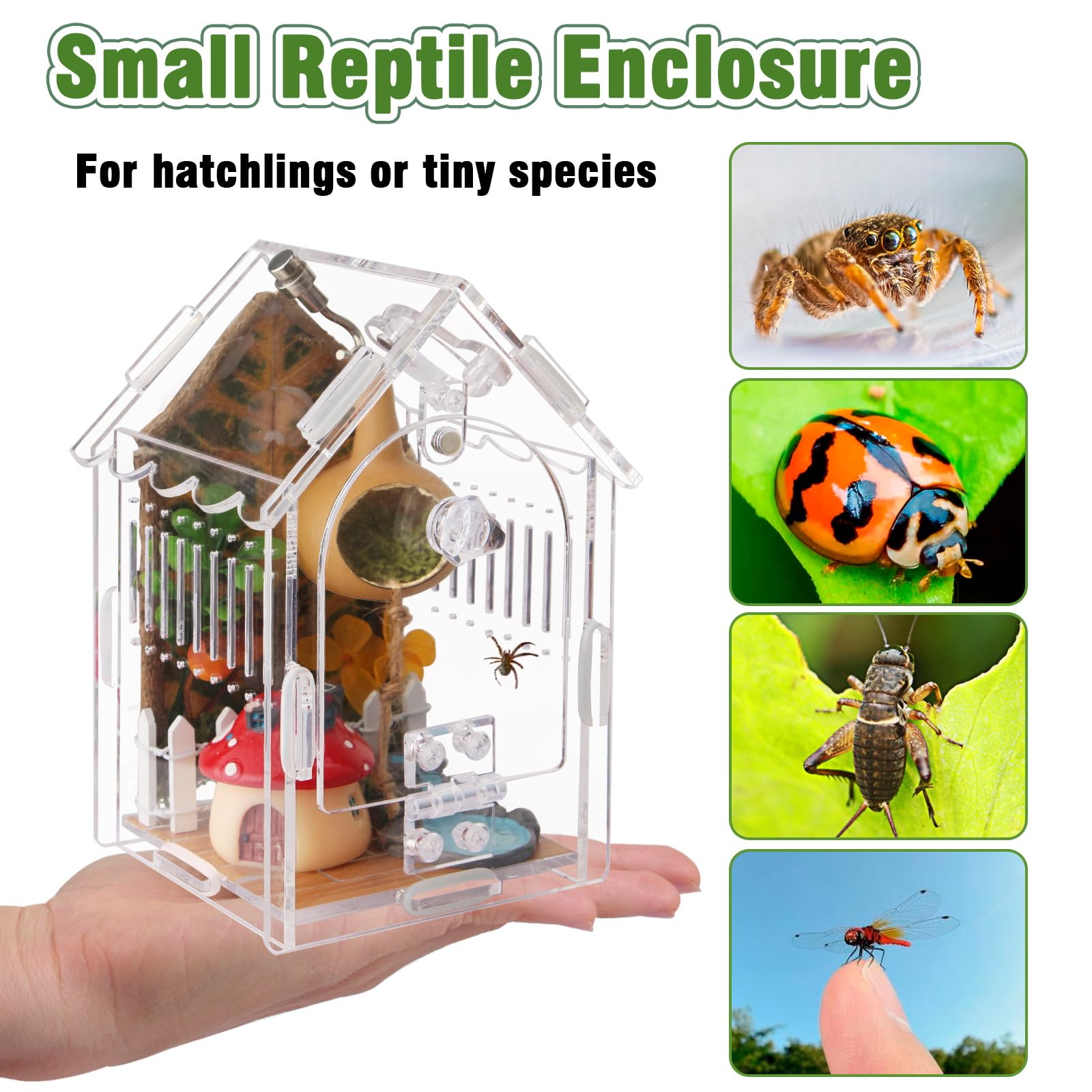 WEIKEJINA Jumping Spider Enclosure accessories shot highlights quick setup essentials