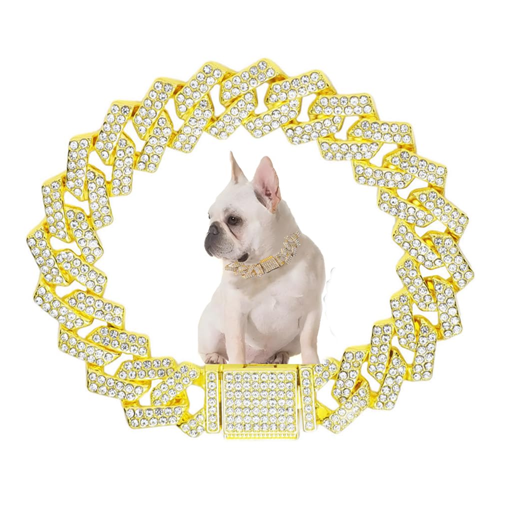WeimoMonkey puppy chain collar in gold Cuban link shines for daily wear.
