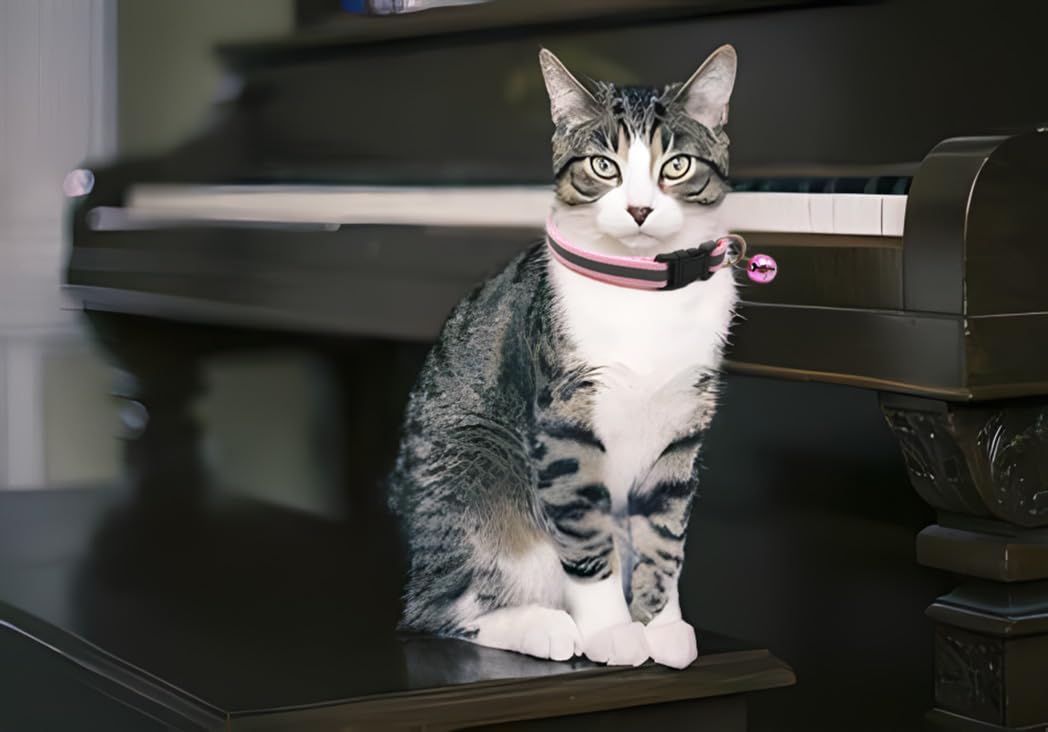 Weimostar adjustable cat collar strap illustrates flexible sizing for XS pets.