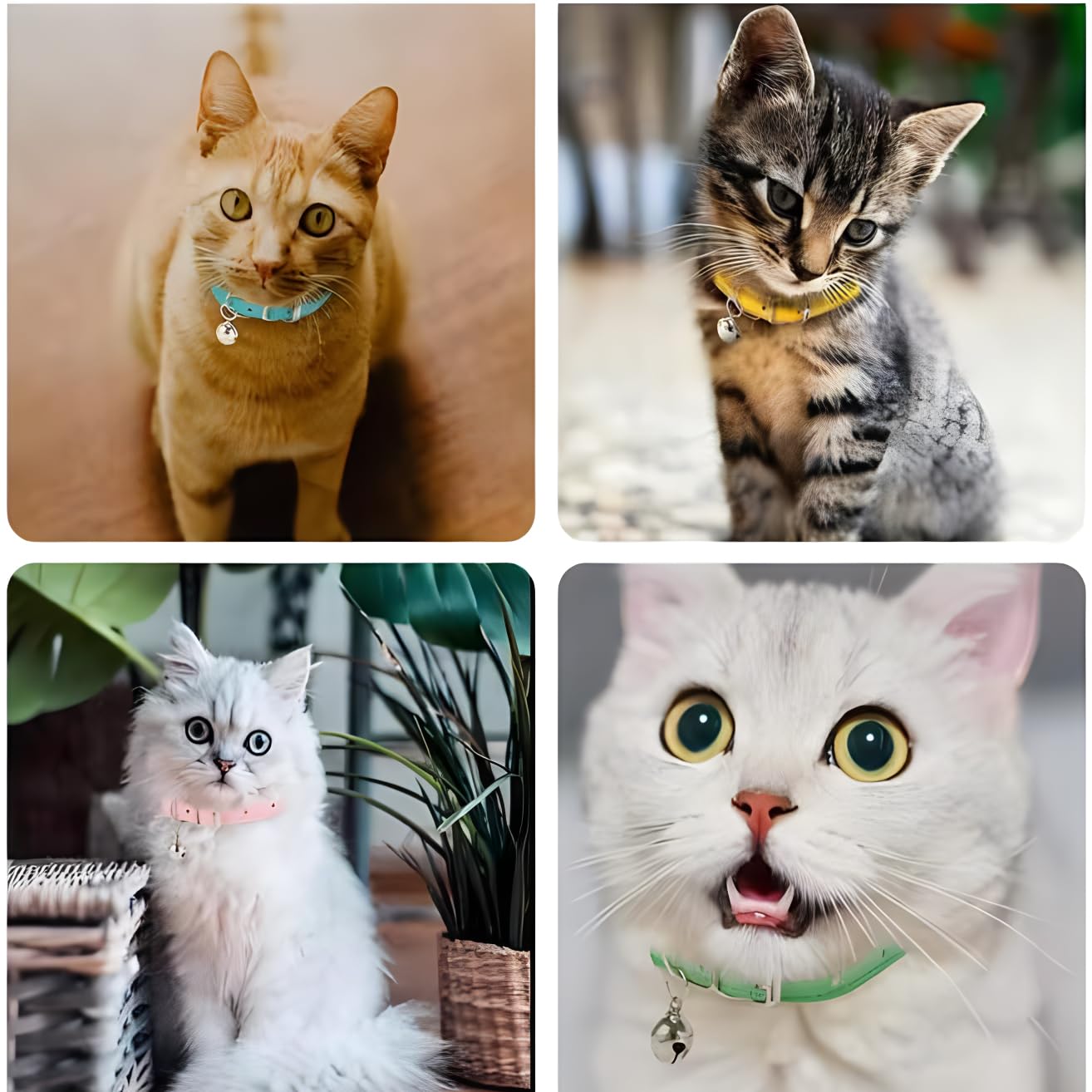 Weimostar fashionable blue collar adds charm for pets and photos.