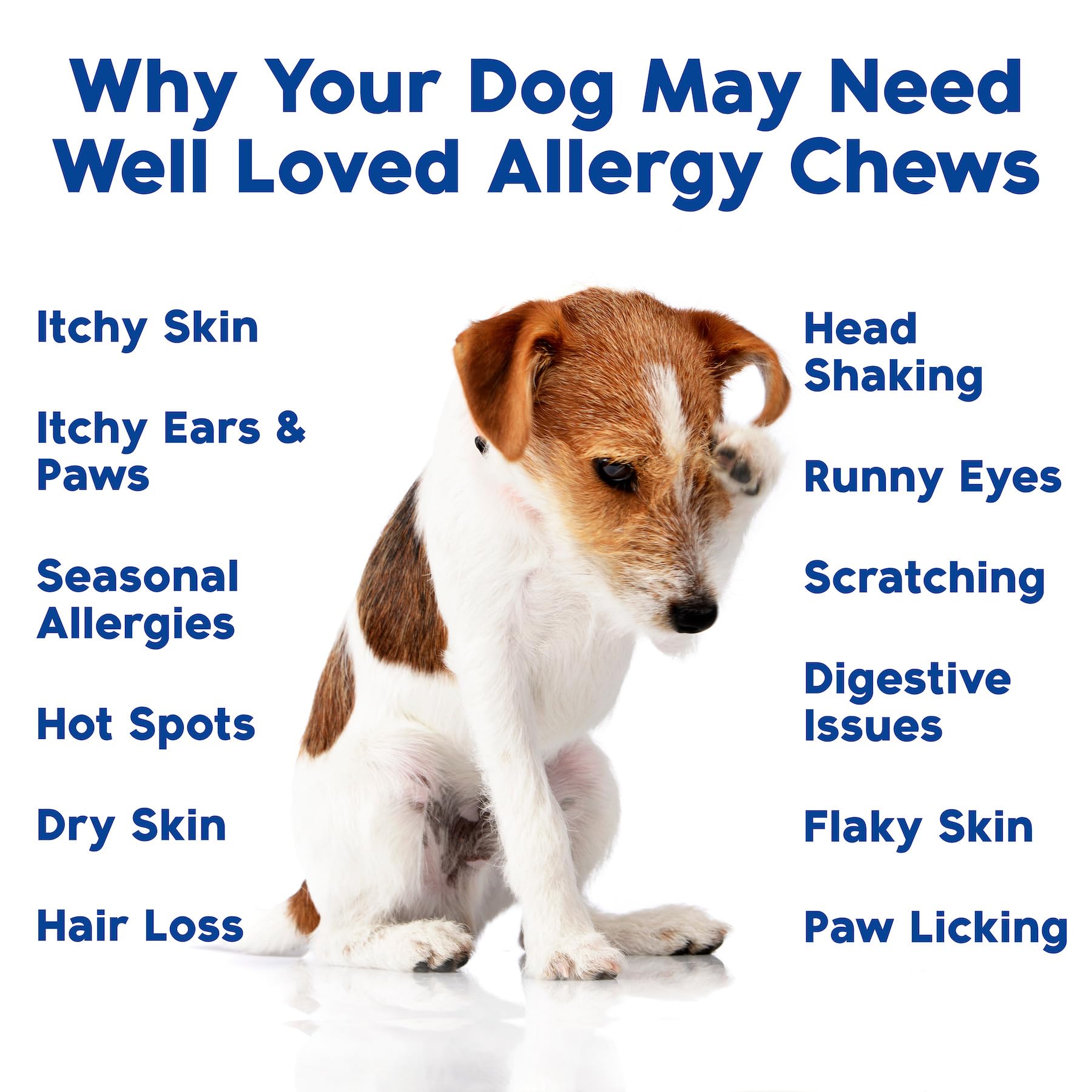 Well Loved Dog Allergy Chews for dogs itching relief depicted as a relaxed, content-looking dog.