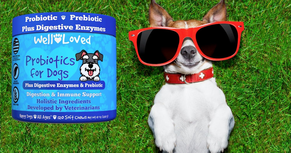 Well Loved Probiotics for Dogs may support immune balance and overall comfort.