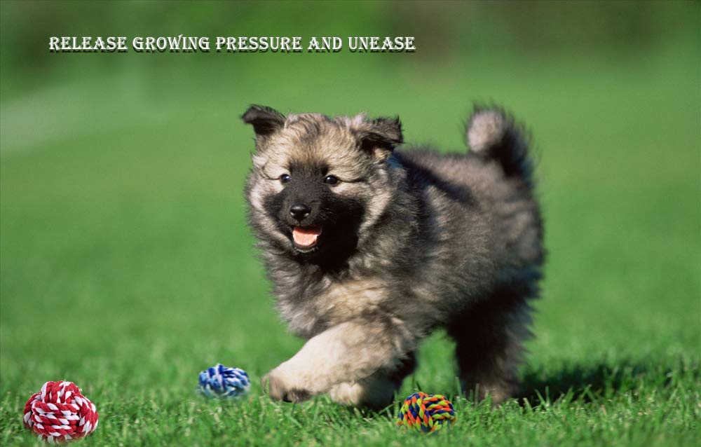 Wellbro Pet Chew Toy playtime – encourages fetch and interactive fun.